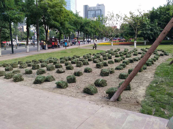 1496903526381553.jpg 641301271806090034_副本.jpg